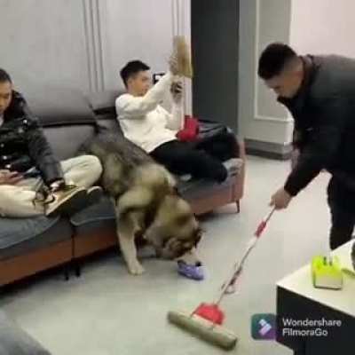 Good boy!