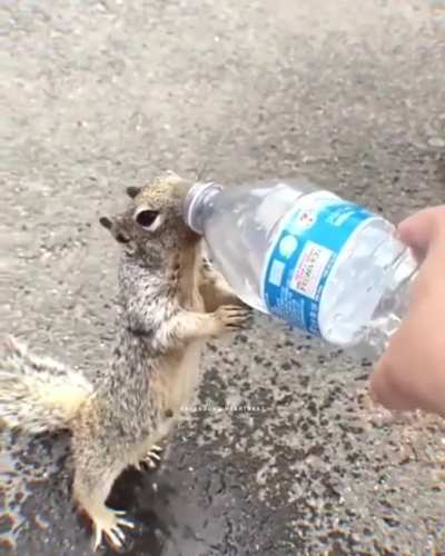 Squirrel asks Human for Water