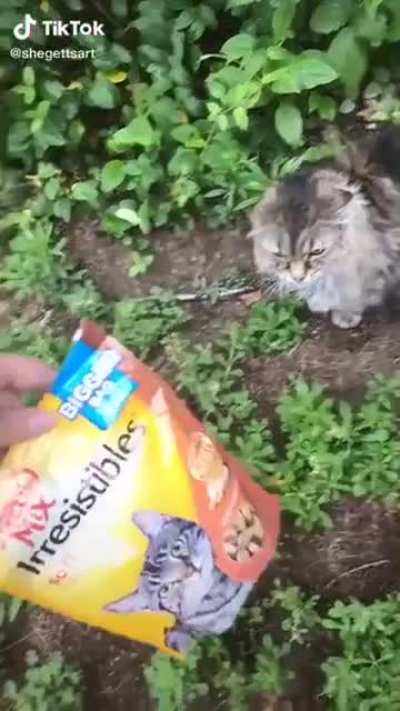Meowwwwww Mix