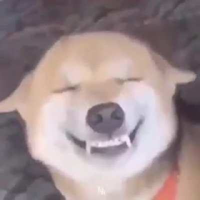 Doggos