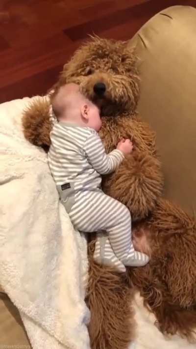 Doggo or Giant teddy?