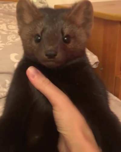 Overly dramatic Sable