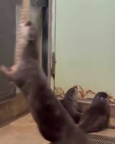 Hey guys, look at me!