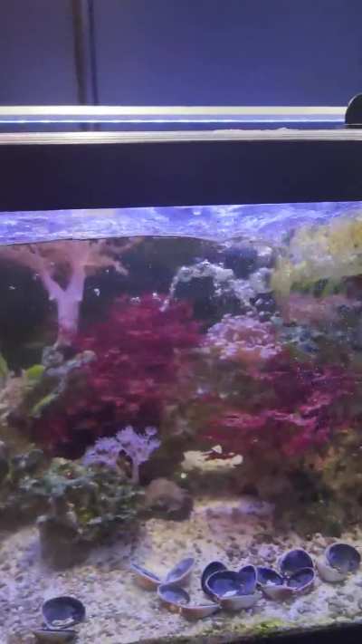 Gilbert "patiently" waiting for food 