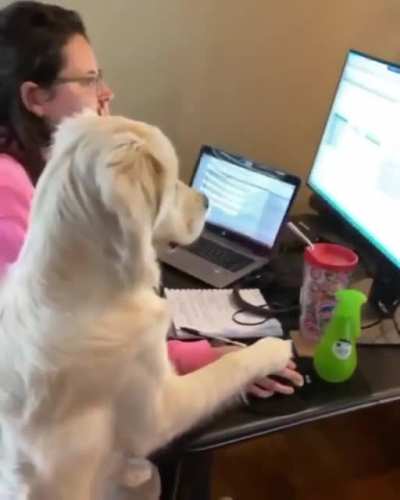"Okay, now right click and drag the cat picture to the Recycle Bin."