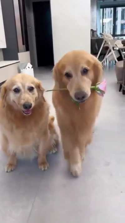 the most romantic thing you will see