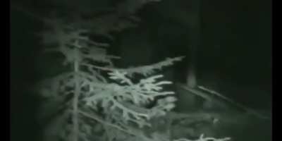 Neutrale Stimmung im Emskirchner Wald.