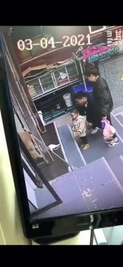 Owner asks dog to bring cat playing with kid back