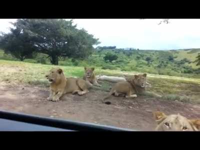 Lion: "My Uber Eats is here"