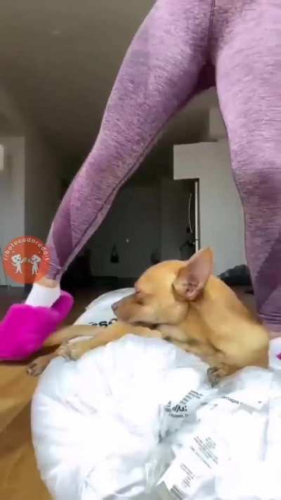 🐶