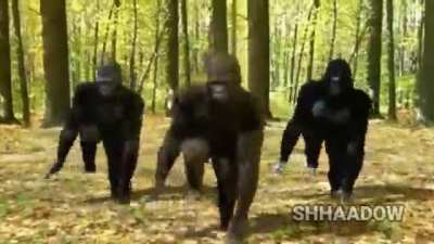 macaco