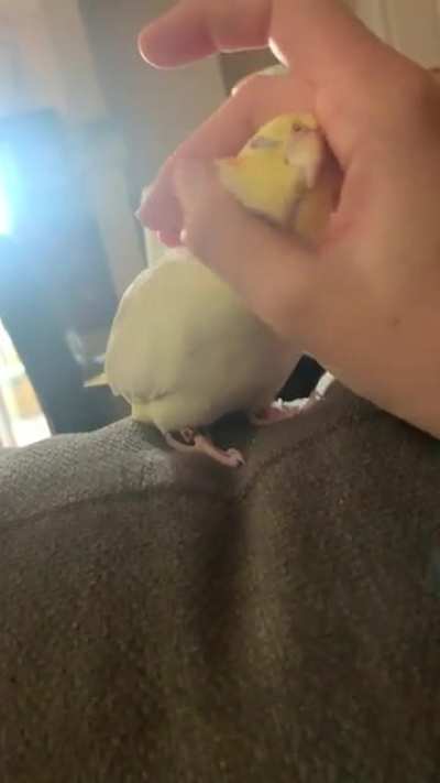 Hovered my hand over her like I was about to distribute Scritches, she makes dinosaur chirps! I gave in&hellip;