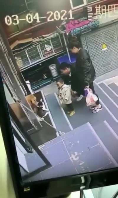 Owner asks golden retriever to bring cat playing with kid back