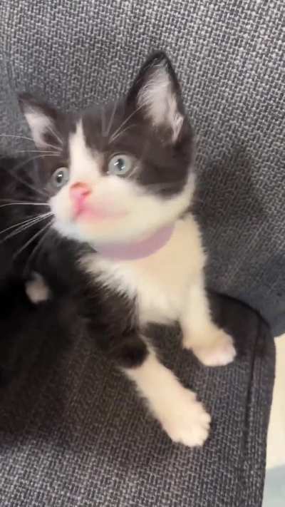 Kitten chaos