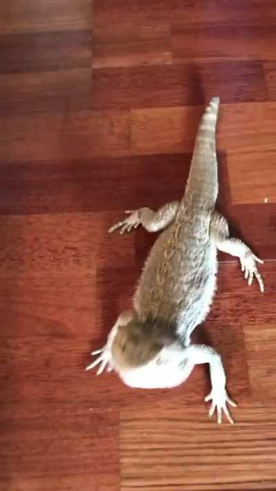 Just got home after my first day out in while and let him out to play- I know he wants to be big and tough but he&rsquo;s just too cute! Watch to the end!