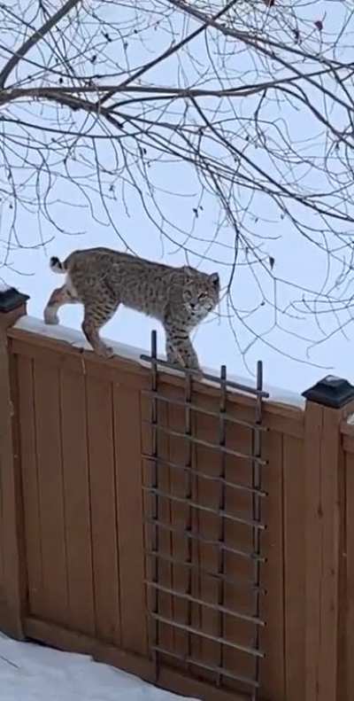 Bobcat in Rocky Ridge