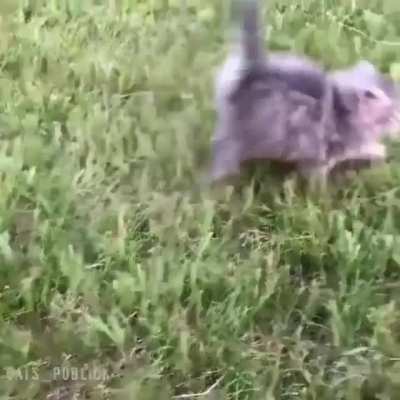 🐈