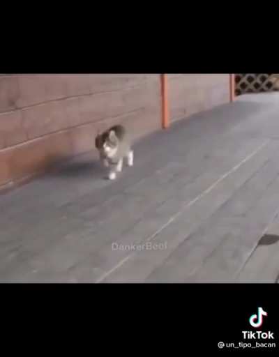 Funni