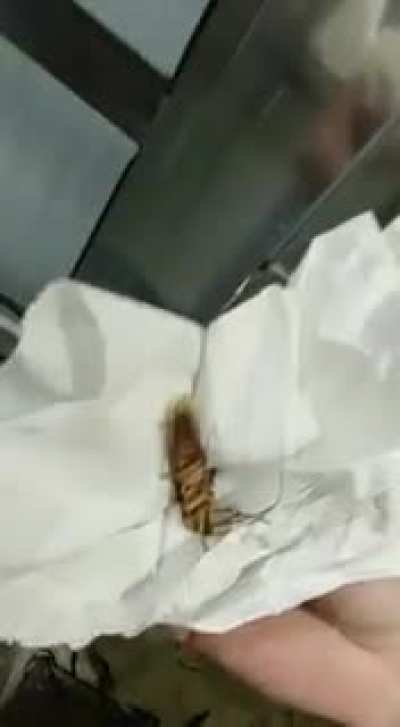Lil cockroach