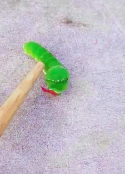 Caterpillar?