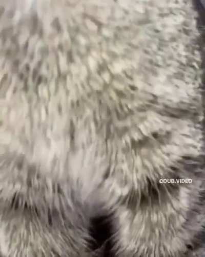 Киска