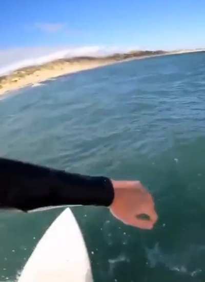 It&rsquo;s a SHA-ooh a dolphin