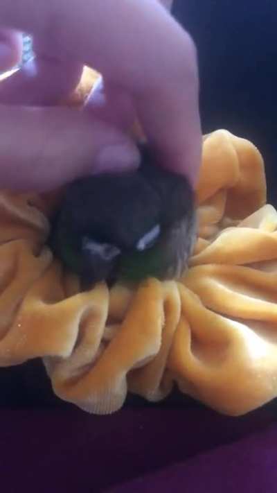 Curie rests her head in my scrunchie for some good scritches when she&rsquo;s tired of partying :)