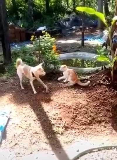 HMK while I show the cat who&rsquo;s boss