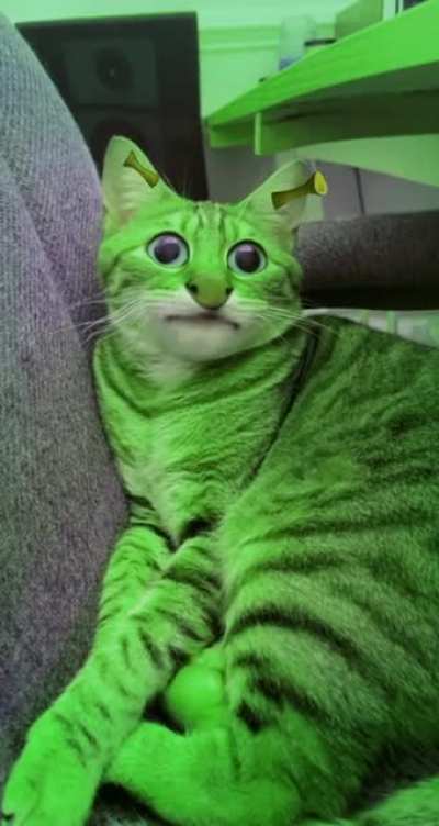 [OC] shrek Snapchat filter on my cat