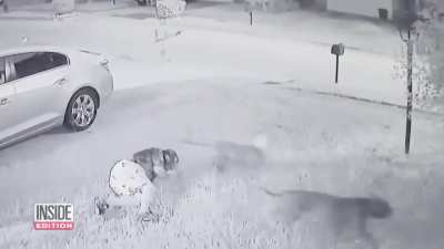 Heros save a 68 year old man from two vicious pitbulls.