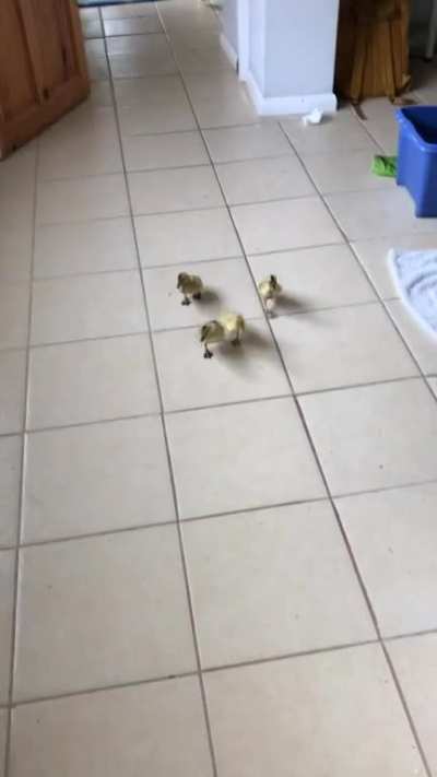 Hatched some ducks. I can&lsquo;t even.