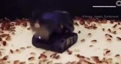 Top secret weapon unleashed by the mechanicus to destroy tyranids (m41, colorized)