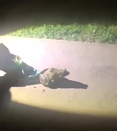 My frog people need me
