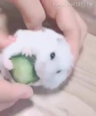 Um v&iacute;deo fofo para alegrar seu dia
