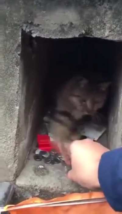 Moneycat, Lord of Divine Treasures and Keeper of the Market