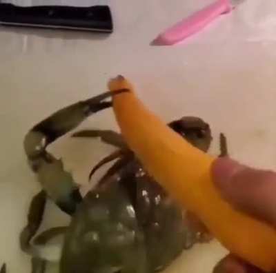 🦀🦀🦀