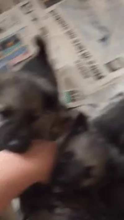 DoGs TeArs oFf PeRsOnS fUcKInG aRm aFteR tHreAteNing ThEm