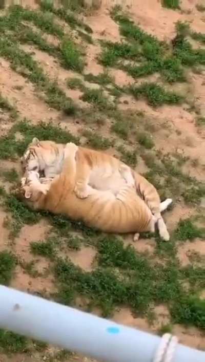 Котики