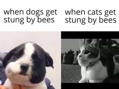 cats &amp;gt; dogs
