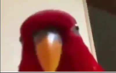 birb