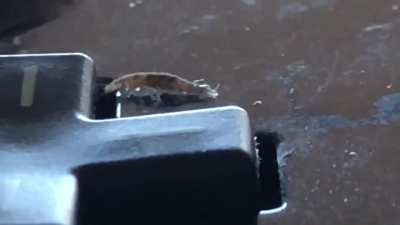 Bug