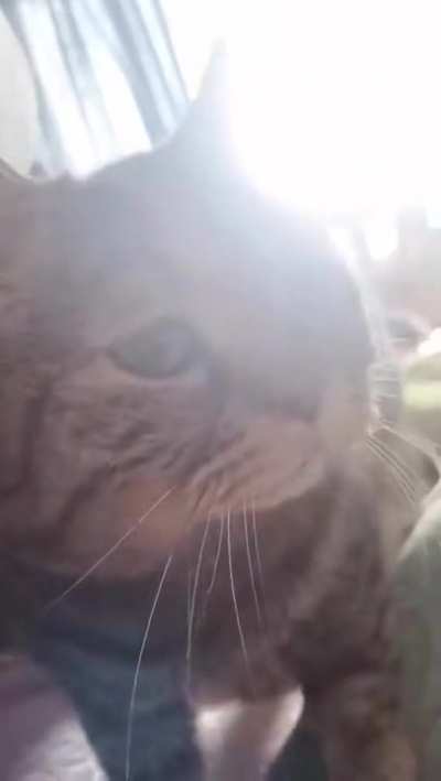 Sad meaw