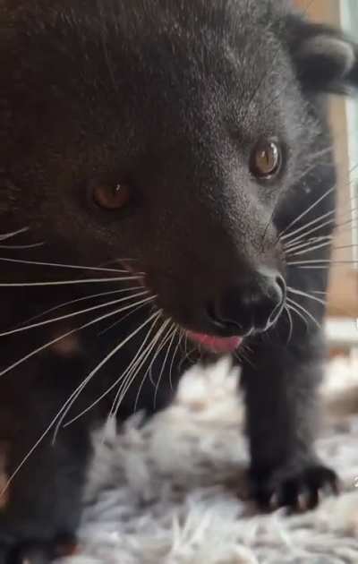 Come over to my house and pet my half dog half porcupine half otter in my cat tree! (So what breed is your mutt?)