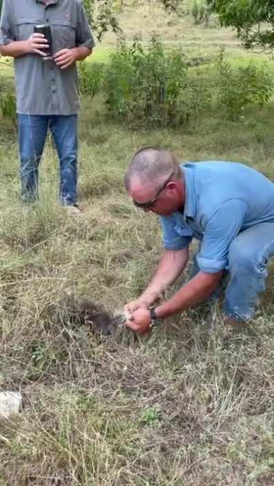 Man v Porcupine