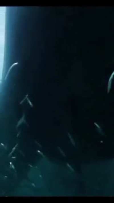 shark sensed it.