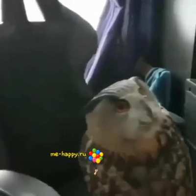 owl and her life)