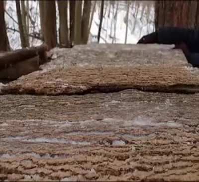 Real life sons of the forest