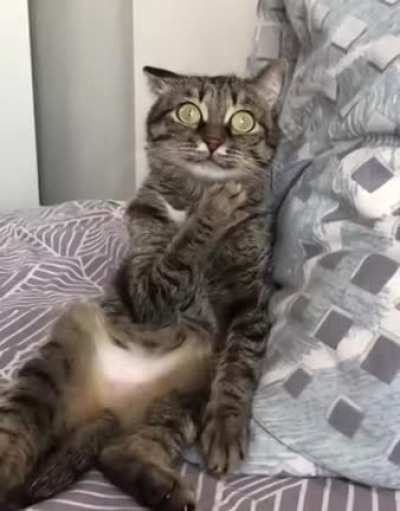 Cat error