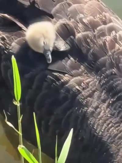Baby Swan taking a nap on her moms back