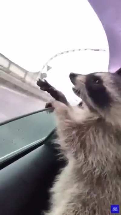 To eat the air